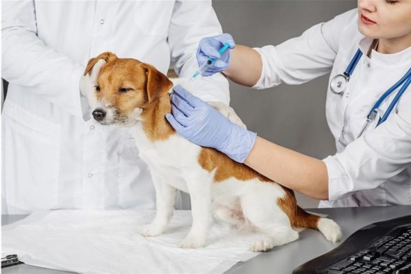 Why-Have-Your-Pet-Vaccinated1