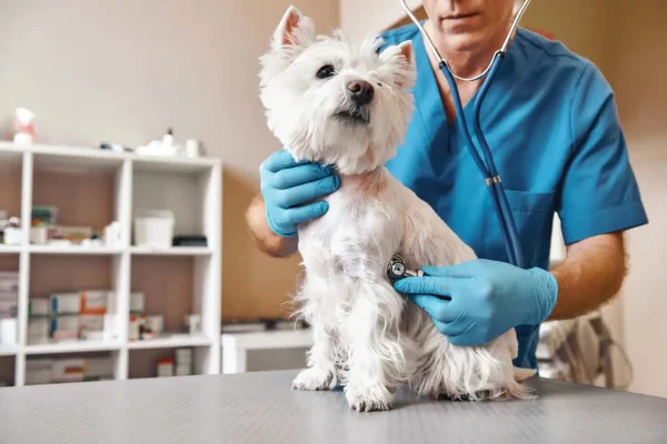 pet-veterinary-clinic-1